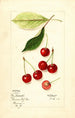 Prunus avium Early Morello - Mary Daisy Arnold — näkymä teoksesta