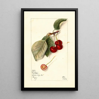 Mary Daisy Arnold - Prunus avium George Glass.webp