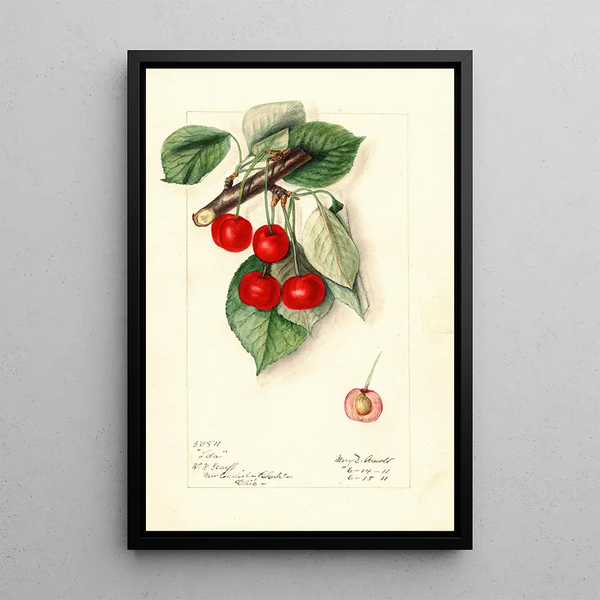 Mary Daisy Arnold - Prunus avium Ida.webp
