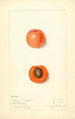 Prunus mume Barry - Mary Daisy Arnold — näkymä teoksesta