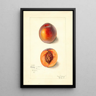 Mary Daisy Arnold - Prunus persica Dewey.webp