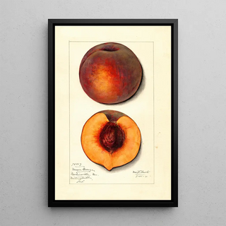 Mary Daisy Arnold - Prunus persica Masons Orange.webp