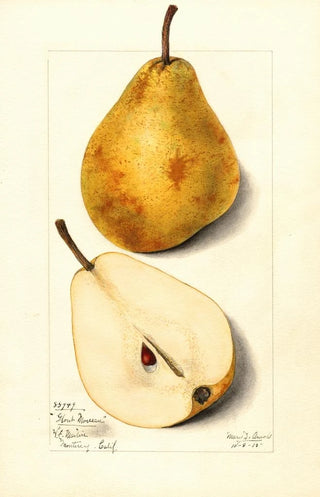 Mary Daisy Arnold - Pyrus communis Glout Morceau.webp