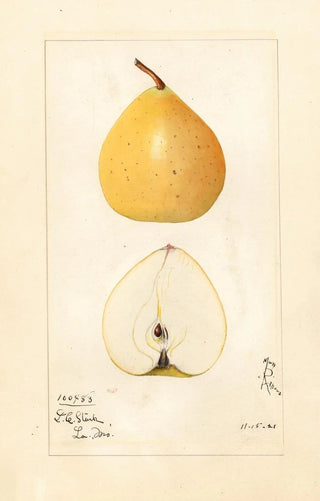 Mary Daisy Arnold - Pyrus pyrifolia Pear Apple.webp