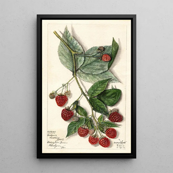 Mary Daisy Arnold - Rubus Andrews.webp