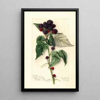 Mary Daisy Arnold - Rubus Black Pearl.webp
