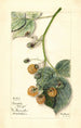 Rubus Brinkles Orange - Mary Daisy Arnold — näkymä teoksesta