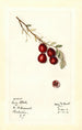 Vaccinium macrocarpon Early Black - Mary Daisy Arnold — näkymä teoksesta