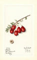Vaccinium macrocarpon Jumbo - Mary Daisy Arnold — näkymä teoksesta