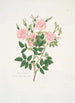 Rosa Carolina - Mary Lawrance — näkymä teoksesta