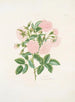 Rosa alba - Mary Lawrance — näkymä teoksesta