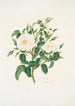 Rosa alba - Mary Lawrance — näkymä teoksesta