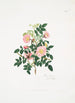 Rosa alpina - Mary Lawrance — näkymä teoksesta