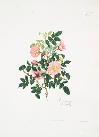 Mary Lawrance - Rosa alpina.webp