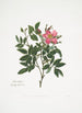 Rosa cardina - Mary Lawrance — näkymä teoksesta