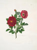 Rose centifolia - Mary Lawrance — näkymä teoksesta