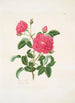 Rosa centifolia - Mary Lawrance — näkymä teoksesta