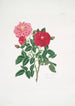 Rosa centifolia - Mary Lawrance — näkymä teoksesta