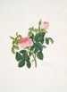 Rosa centifolia - Mary Lawrance — näkymä teoksesta