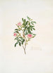 Rosa cinnamomea - Mary Lawrance — näkymä teoksesta