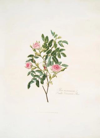 Mary Lawrance - Rosa cinnamomea.webp