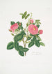 Rosa damascena - Mary Lawrance — näkymä teoksesta
