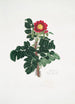 Rosa ferox - Mary Lawrance — näkymä teoksesta