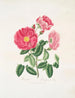 Rose gauloise - Mary Lawrance — näkymä teoksesta