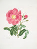Rose Gauloise2 - Mary Lawrance — näkymä teoksesta