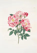 Rosa gallica versicolor - Mary Lawrance — näkymä teoksesta