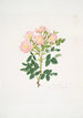Rosa indigossa - Mary Lawrance — näkymä teoksesta