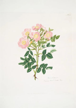 Mary Lawrance - Rosa indigossa.webp