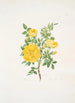 Rosa lutea - Mary Lawrance — näkymä teoksesta