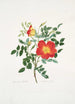 Rosa lutea bicolor - Mary Lawrance — näkymä teoksesta