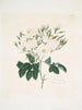 Rose moschata - Mary Lawrance — näkymä teoksesta