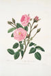 Rosa muscosa - Mary Lawrance — näkymä teoksesta