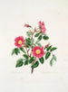 Rosa pendulina - Mary Lawrance — näkymä teoksesta