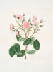 Rosa provincialis - Mary Lawrance — näkymä teoksesta