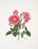 Rosa provincialis3 - Mary Lawrance — näkymä teoksesta