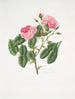 Rosa provincialis4 - Mary Lawrance — näkymä teoksesta