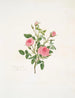 Rosa provinciale ou Rose de Meaux - Mary Lawrance — näkymä teoksesta