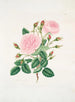 Rose provinciale - Mary Lawrance — näkymä teoksesta