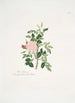 Rosa rubiginosa - Mary Lawrance — näkymä teoksesta