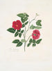 Rose semperflorens - Mary Lawrance — näkymä teoksesta
