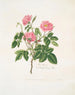 Une rose velue - Mary Lawrance — näkymä teoksesta