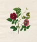 Rose de Chine foncée - Mary Lawrence — näkymä teoksesta