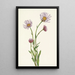 Alaskan vergerette Erigeron salsuginosus - Mary Vaux Walcott — kehystetty taideteos seinällä