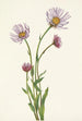 Alaskan vergerette Erigeron salsuginosus - Mary Vaux Walcott — näkymä teoksesta
