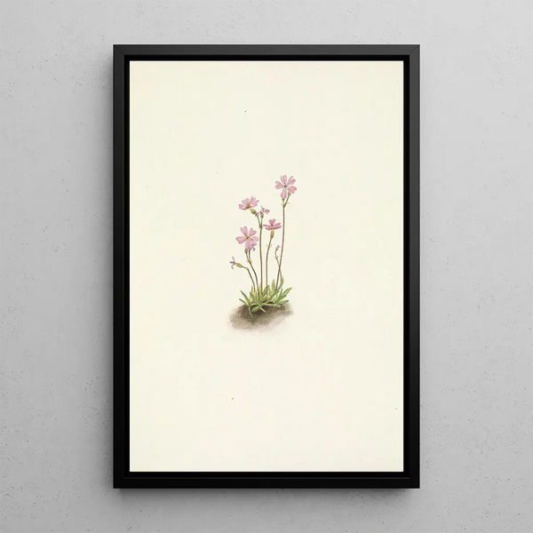 Mary Vaux Walcott - Alberta Primrose Primula maccalliana.webp