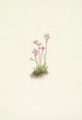Alberta-primula Primula maccalliana - Mary Vaux Walcott — näkymä teoksesta